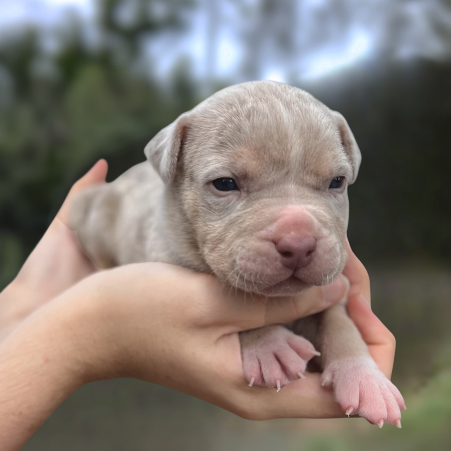 Lilac tri XL American Bullies for sale in Florida bu FL Bully breeders