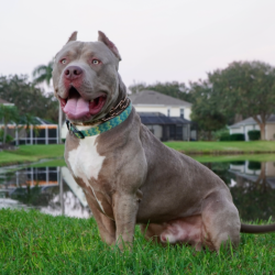 beautiful champagne colors american bully stud, gazing off to the distance