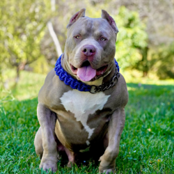 topdog bullies ruckus of florida bully xl breeder cyber bully kennels