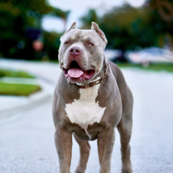 topdogbullies ruckus xxl bully stud melbourne florida breeders