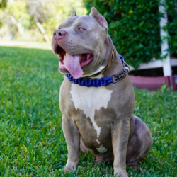 xxl bully breeders florida ruckus topdog bullies production