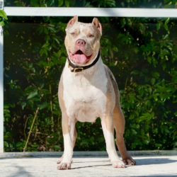 beautiful lilac tricolor merle xl bully female, looking at the sky