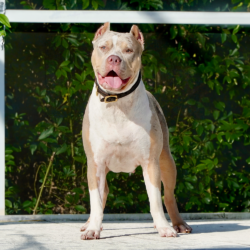 beautiful lilac tricolor merle xl bully female, looking at the sky