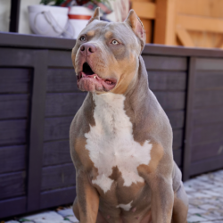 briar rose is a lilac tri xxl bully females from florida xl bully breeders cyberbullykennels