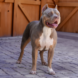briar rose is from topdog bullies and is a lilac tri american bully xl in florida