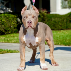 champagne tri american bully xl