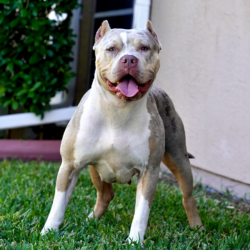 cookies is a lilac tri merle xl bully females from cyber bully kennels bullies for sale in fl
