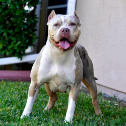 cookies is a lilac tri merle xl bully females from cyber bully kennels bullies for sale in fl