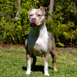 cookies is a lilac tri merle xl bully females from cyber bully kennels bullies for sale in fl