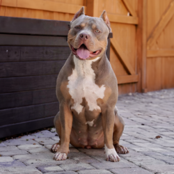 topdog bullies briar rose of cyber xl bully kennels of florida