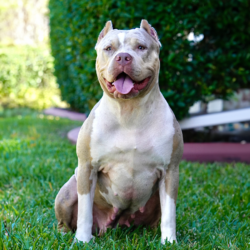 topdog bullies cookies of cyber bully kennels lilac merle tri xl american bully female